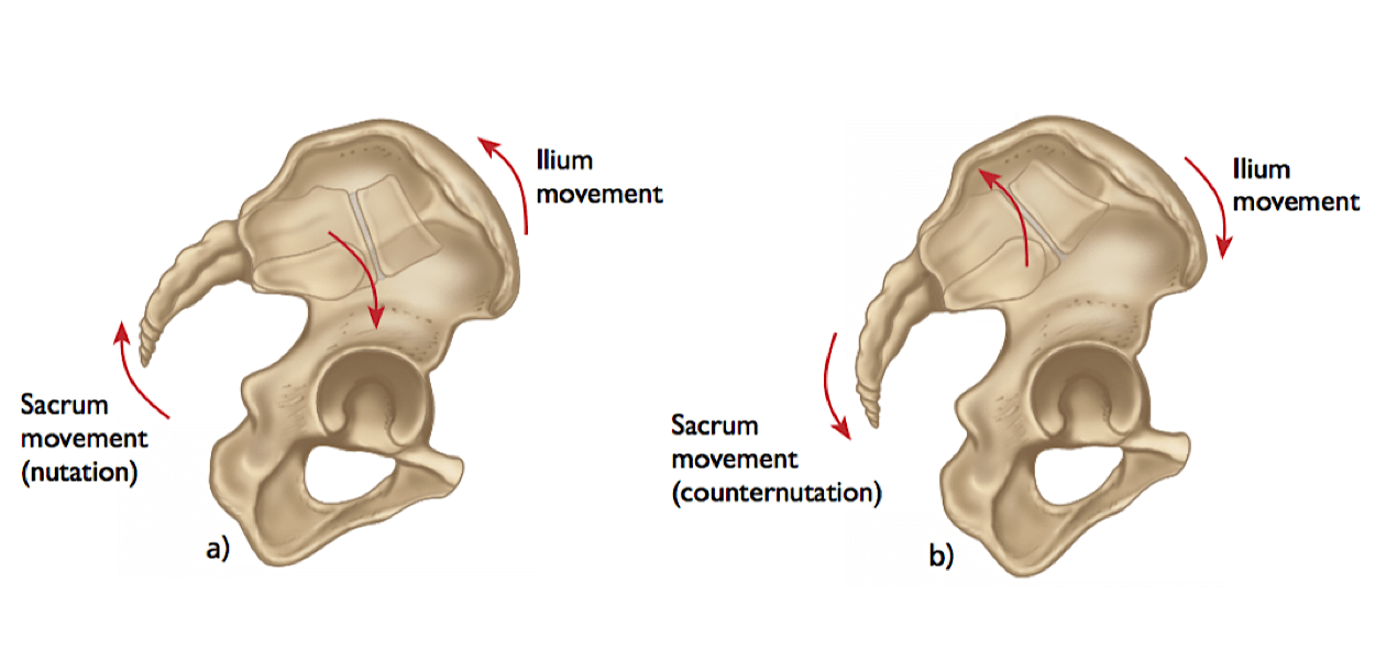 Movimenti sacroiliaca