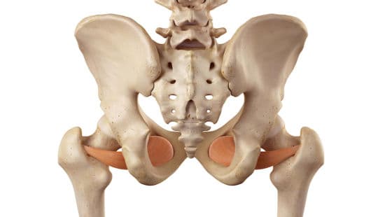 Otturatore esterno: anatomia, funzioni ed esercizi