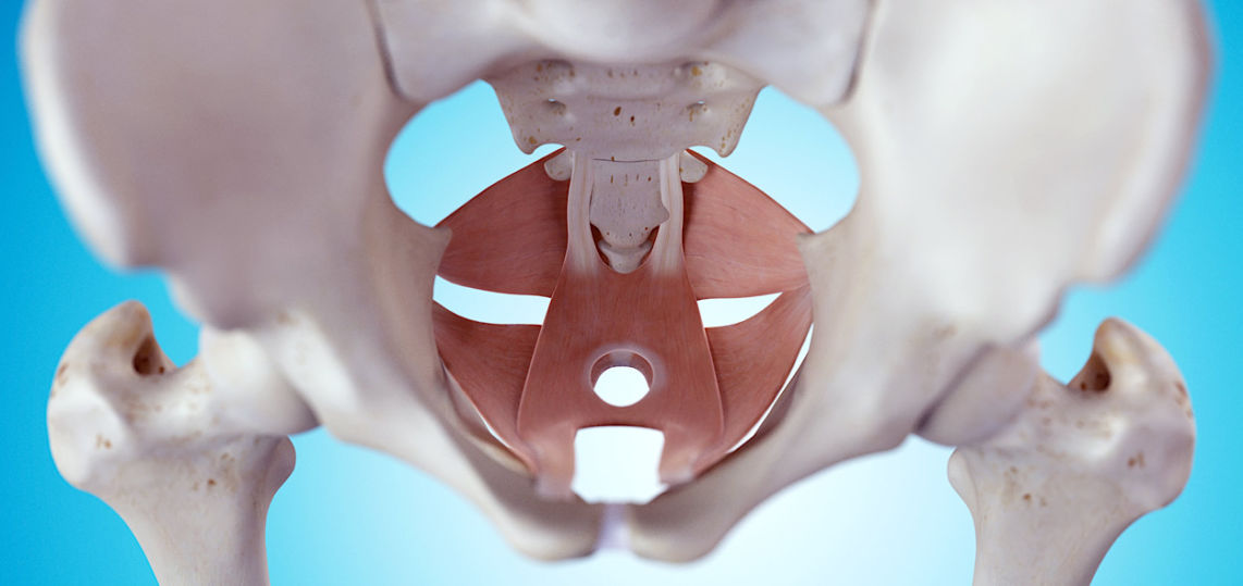 Otturatore interno anatomia, funzioni ed esercizi Project inVictus