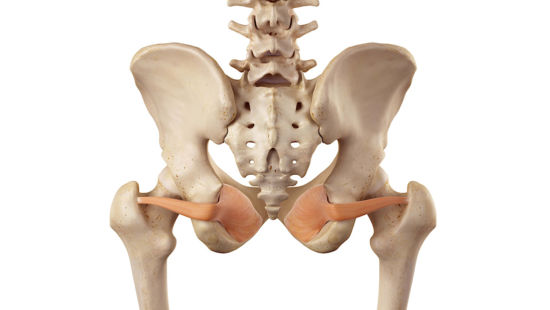 Otturatore interno: anatomia, funzioni ed esercizi