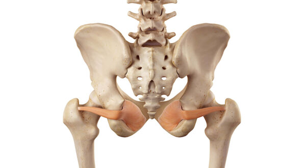 Otturatore interno: anatomia, funzioni ed esercizi