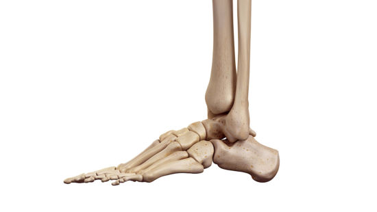 Piede: anatomia e funzioni
