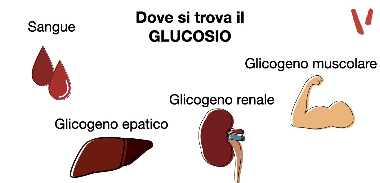 Dove si trova il glucosio nel nostro corpo