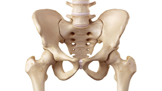 Bacino: anatomia e funzioni