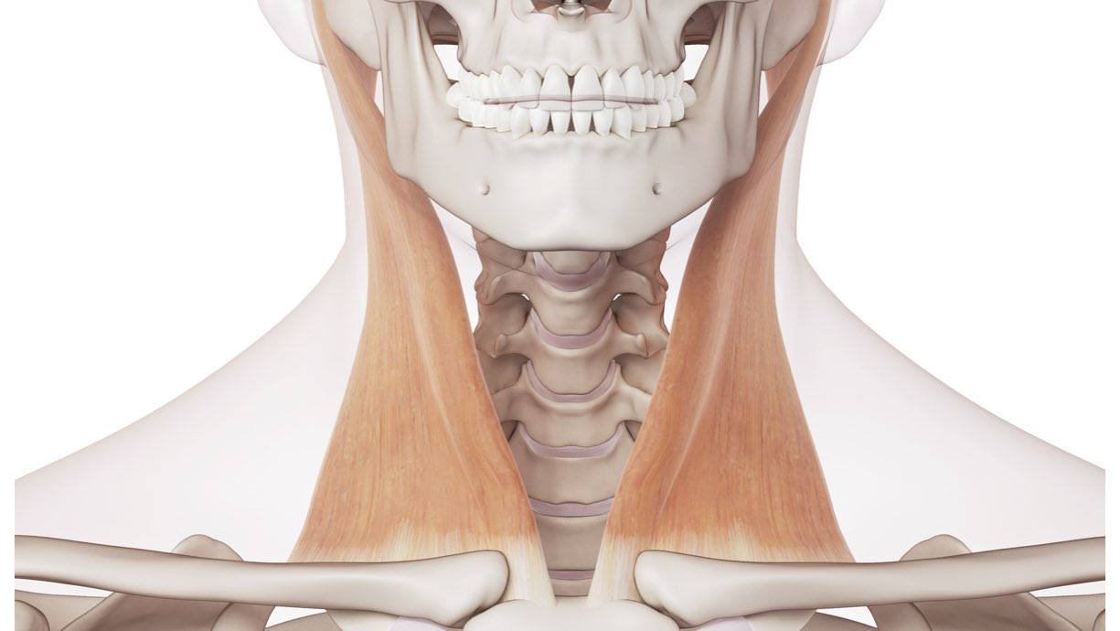 Sternocleidomastoideo