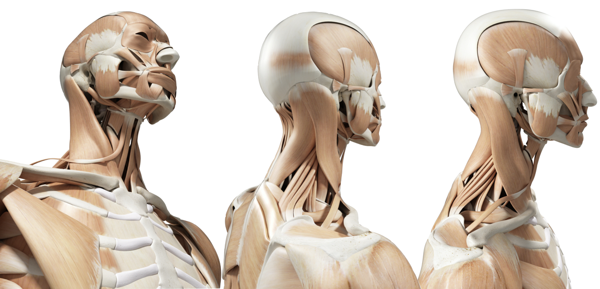 Anatomia Sternocleidomastoideo