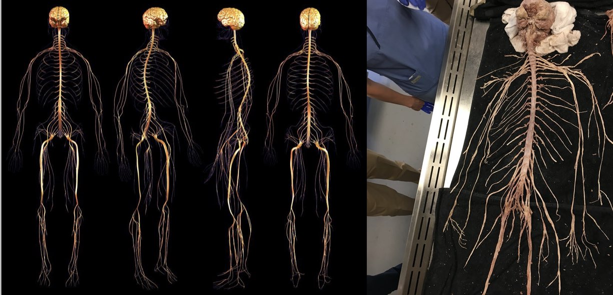 Sistema nervoso anatomia