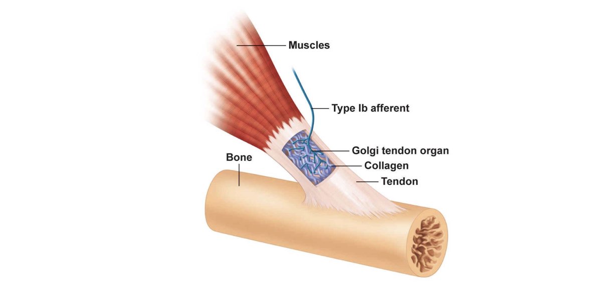 organi tendinei del Golgi