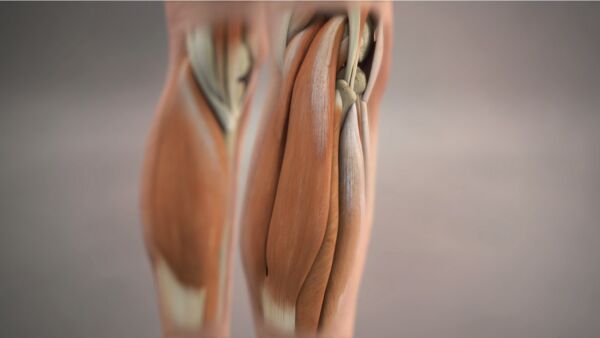 Gastrocnemio: anatomia, funzione ed esercizi in palestra