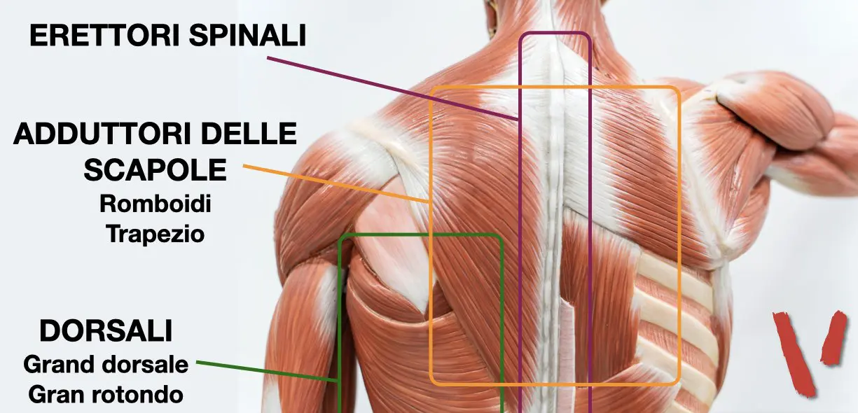 Muscoli schiena