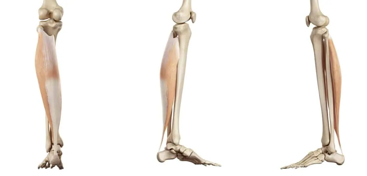Anatomia soleo