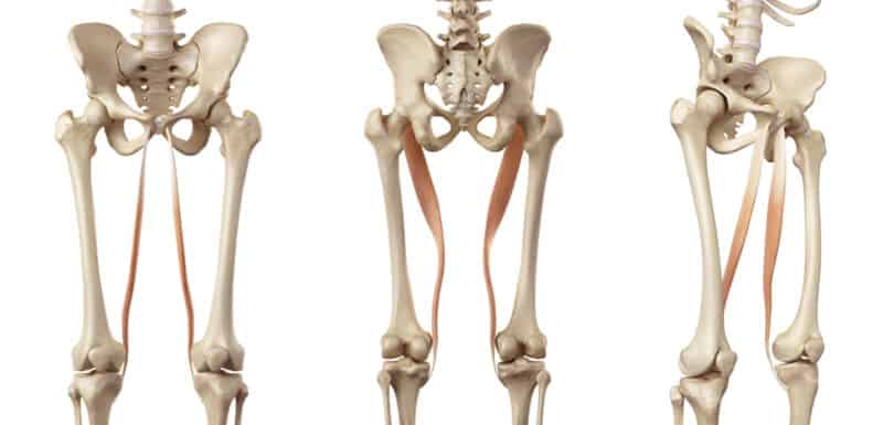 Muscolo gracile anatomia e funzione Project inVictus