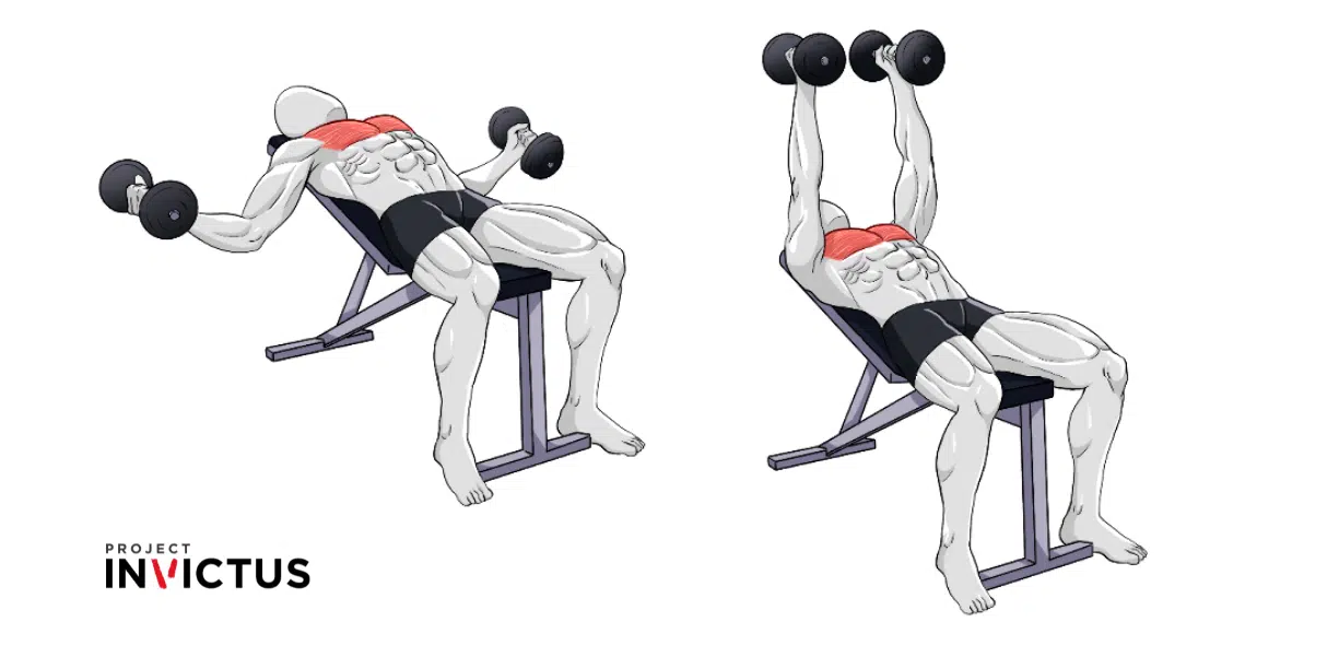 muscoli coinvolti nelle croci con manubri