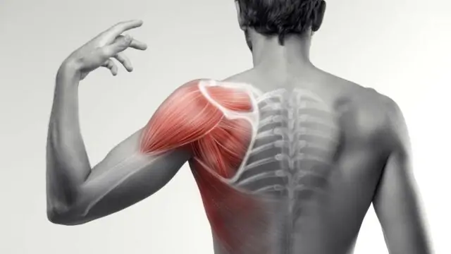 muscolo infraspinato anatomia e funzioni