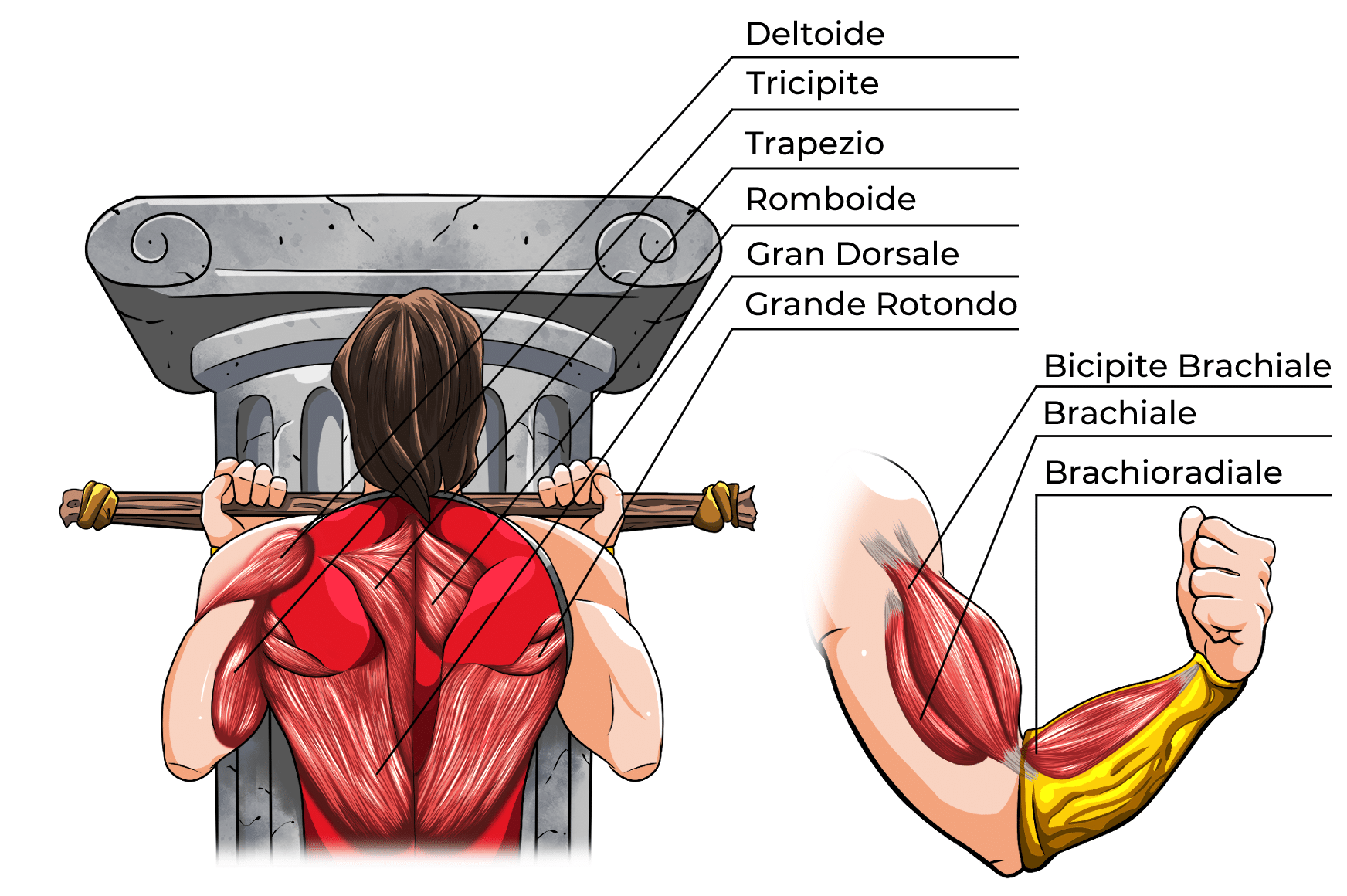 Chin-up Muscoli Coinvolti