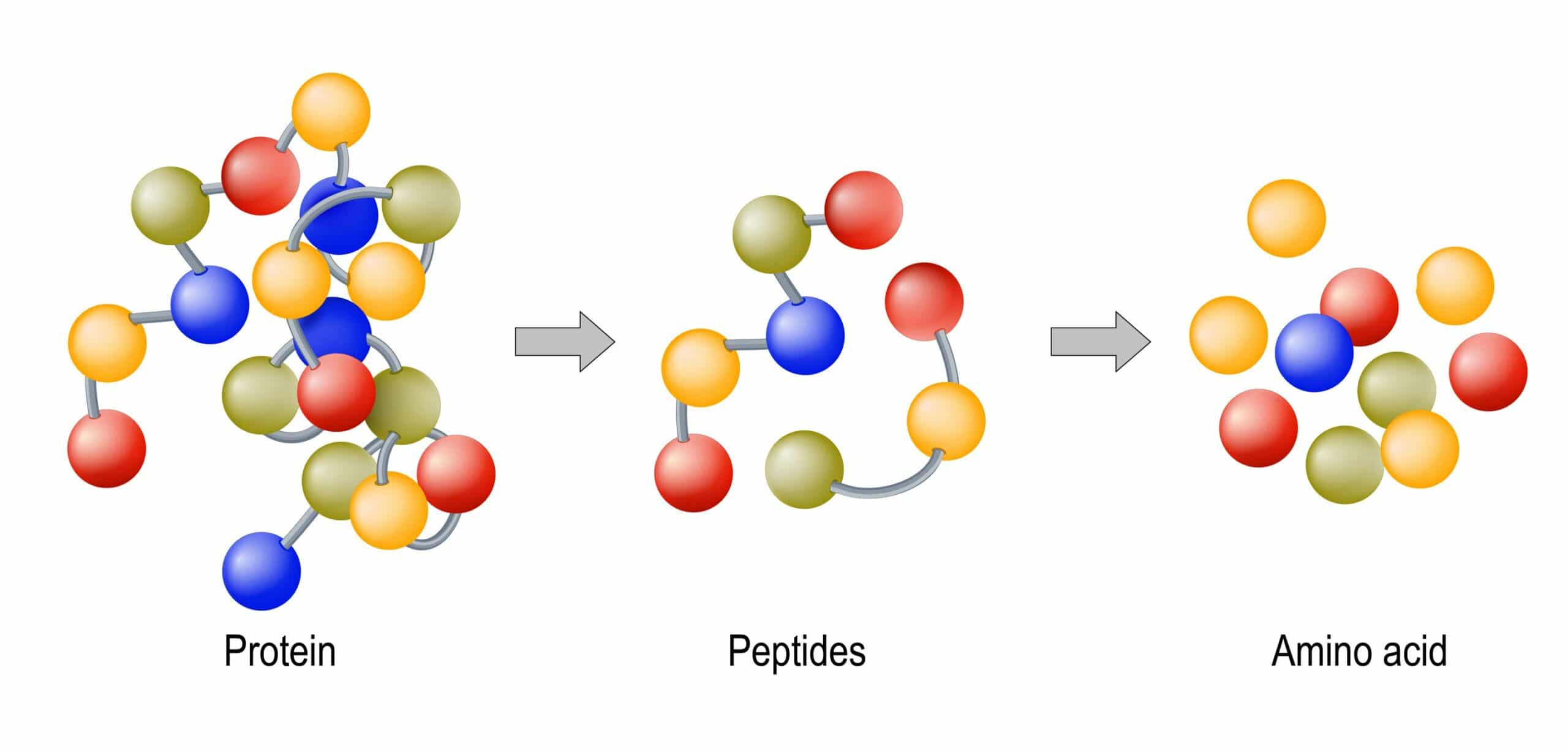 proteine cosa sono e quali funzioni hanno