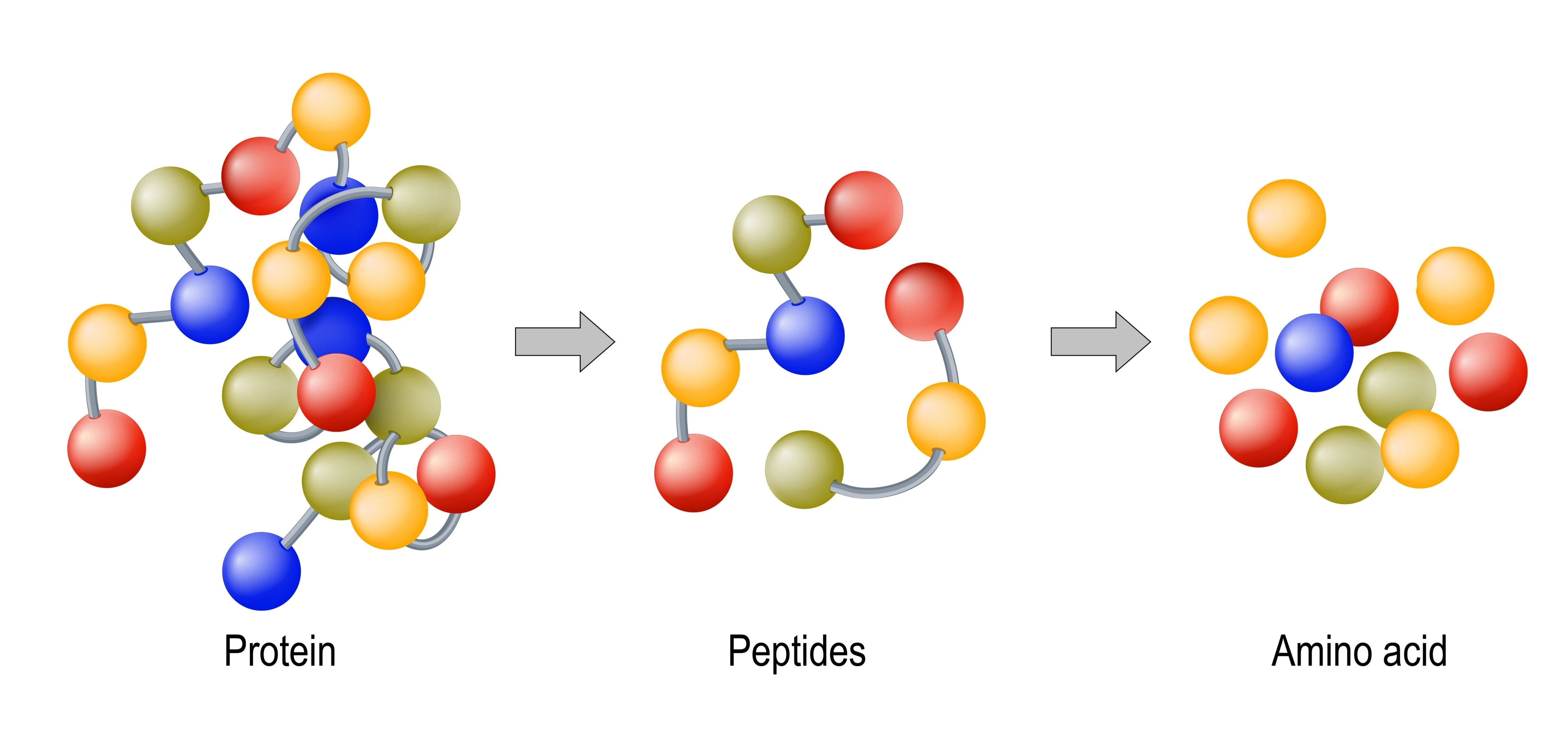 proteine cosa sono e quali funzioni hanno