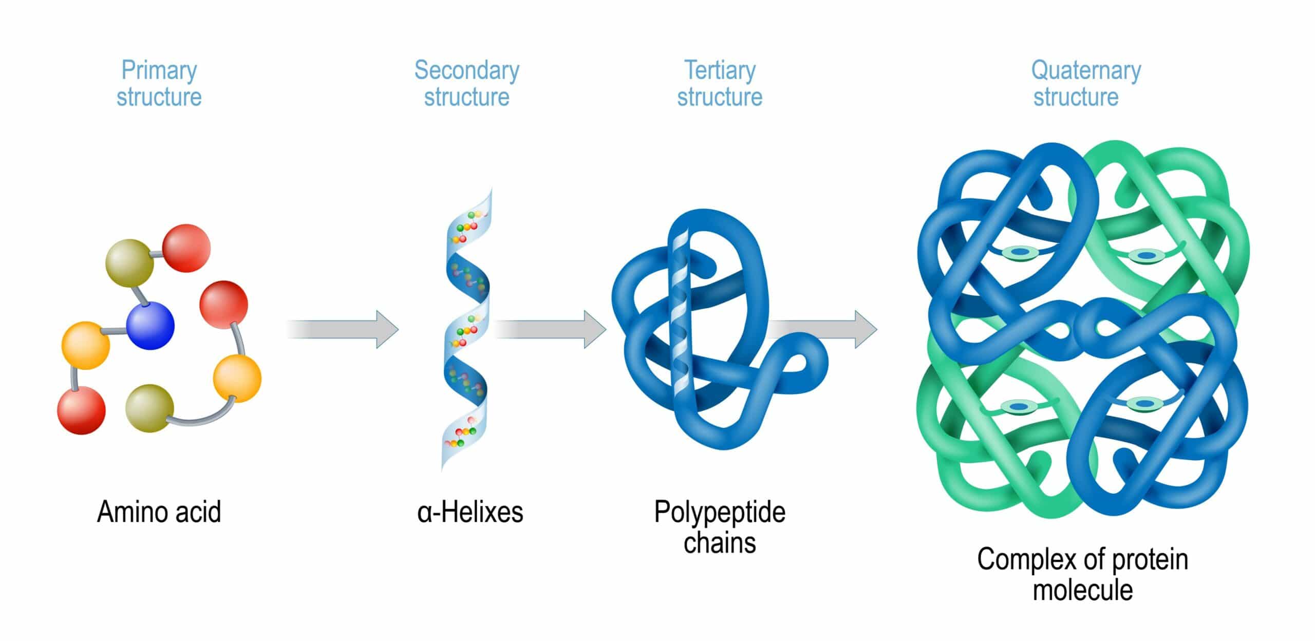 proteine cosa sono e quali funzioni hanno