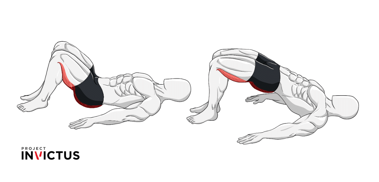 Muscoli coinvolti ponte glutei