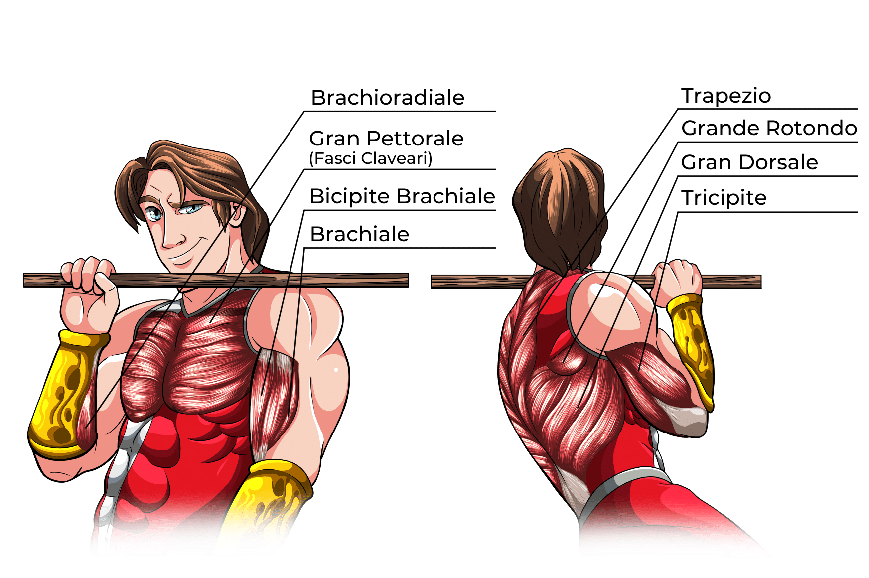 Trazioni a un braccio Muscoli Coinvolti