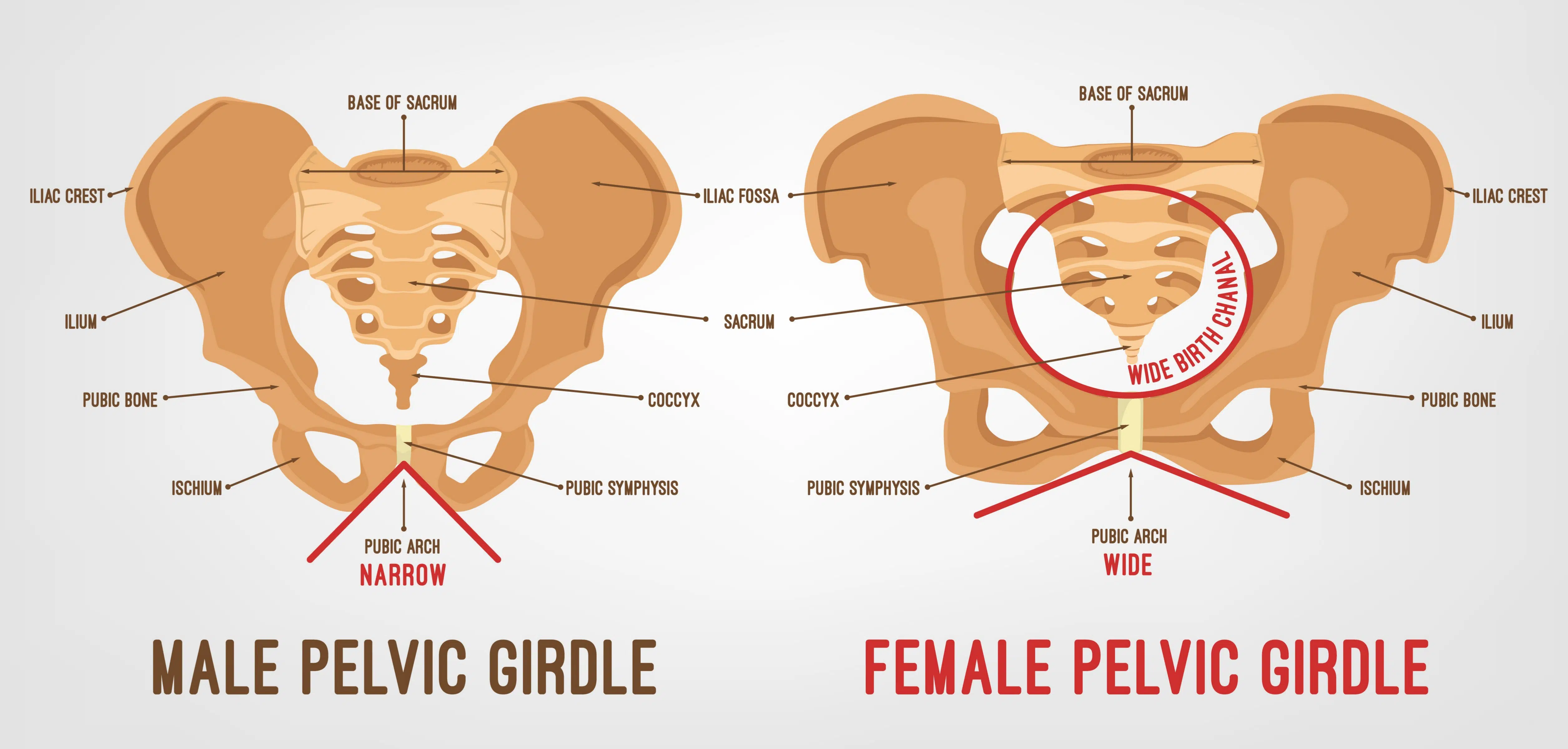 bacino e pavimento pelvico 