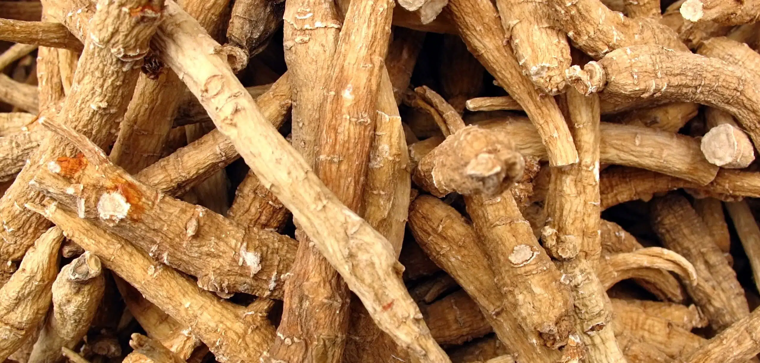 panax ginseng