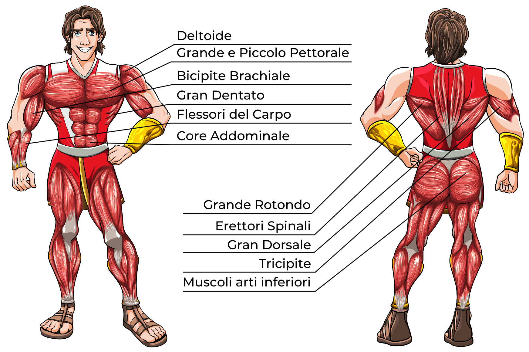 Planche Muscoli Coinvolti