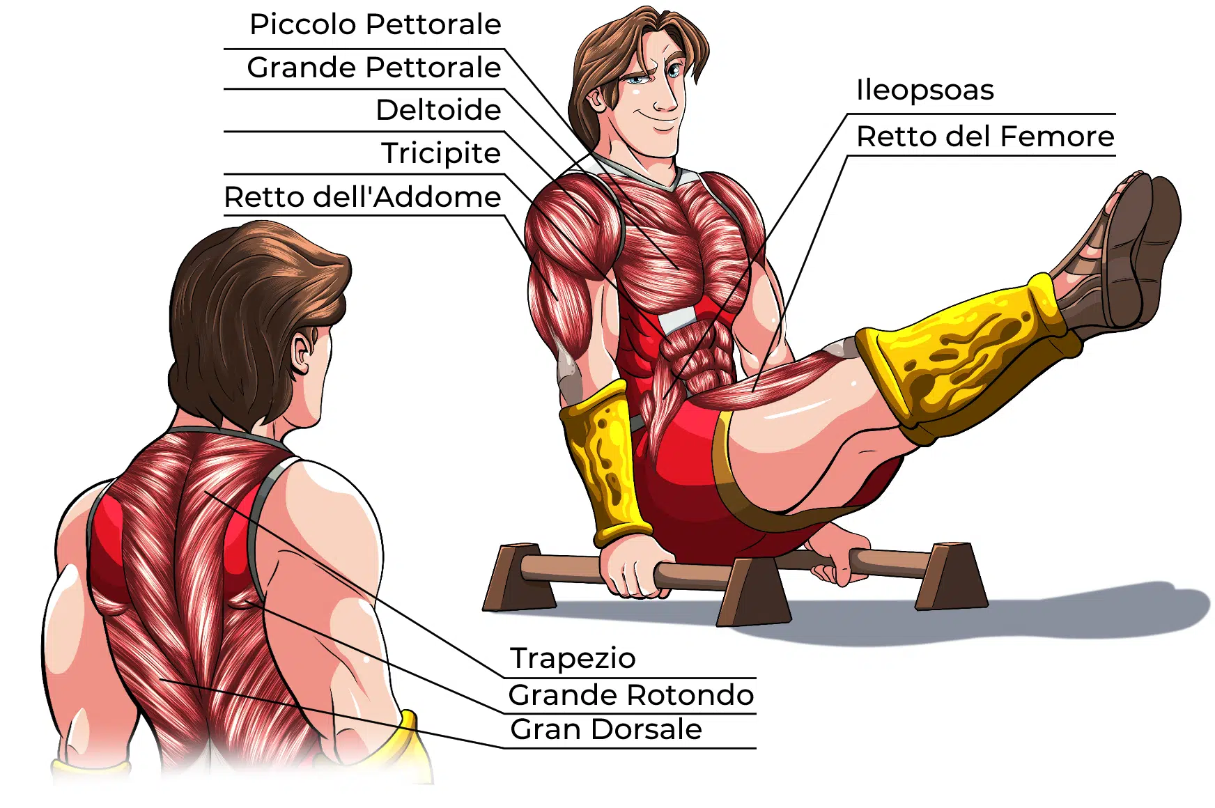 V-Sit Muscoli Coinvolti