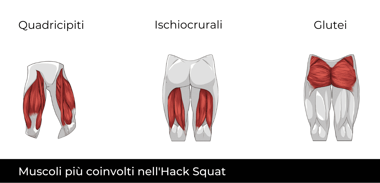 muscoli coinvolti nell'hack squat