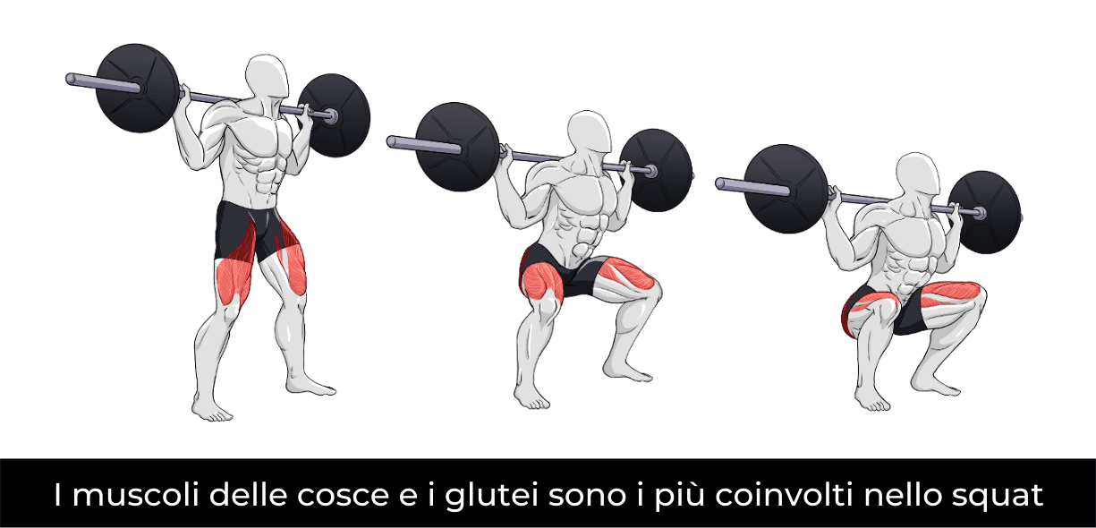 muscoli coinvolti nello squat