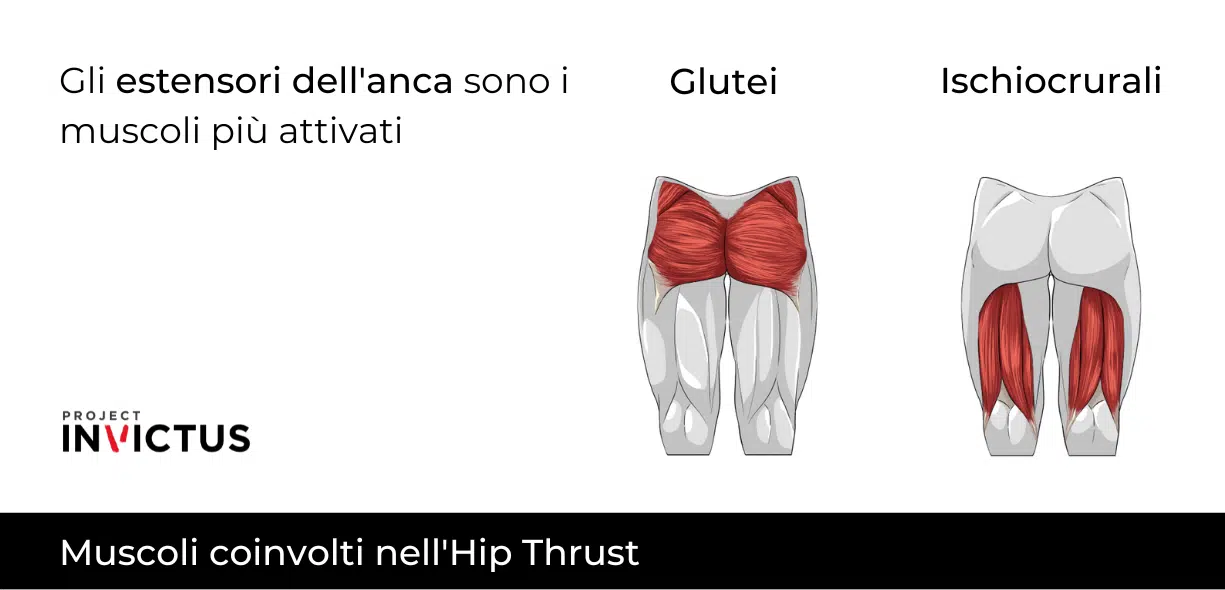 esercizio hip thrust muscoli coinvolti
