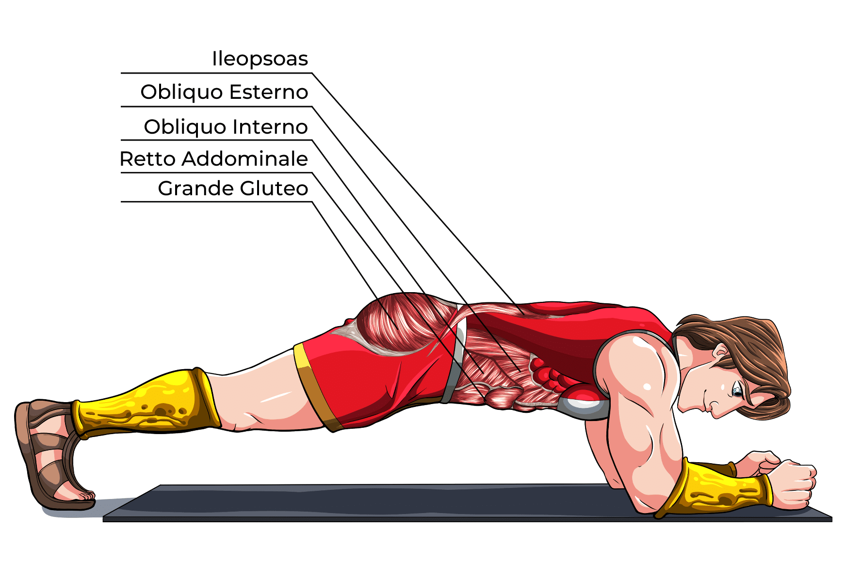 Plank Muscoli Coinvolti