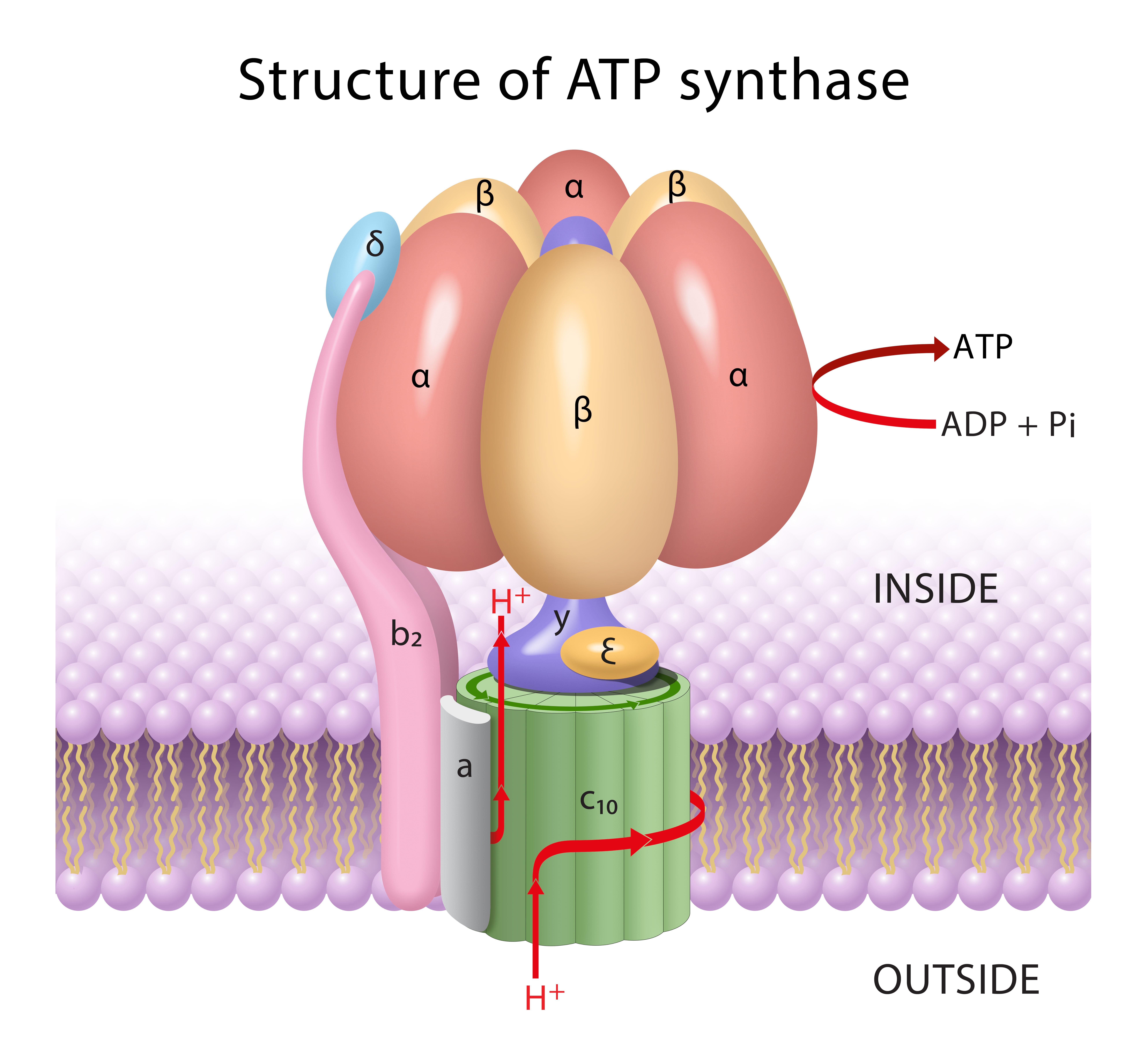 ATP sintesi