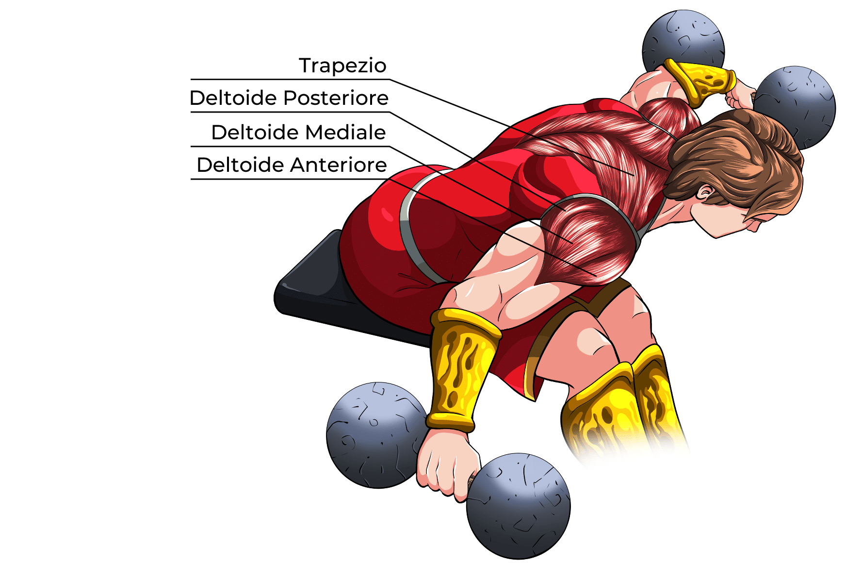 Alzate Posteriori Muscoli Coinvolti