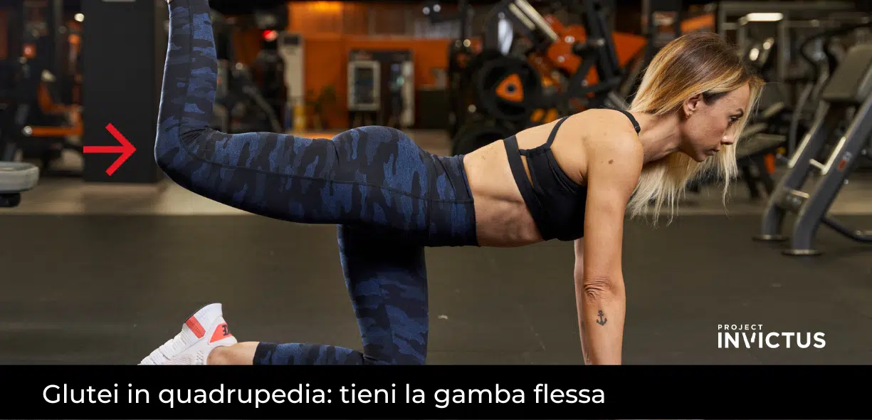 Glutei in quadrupedia