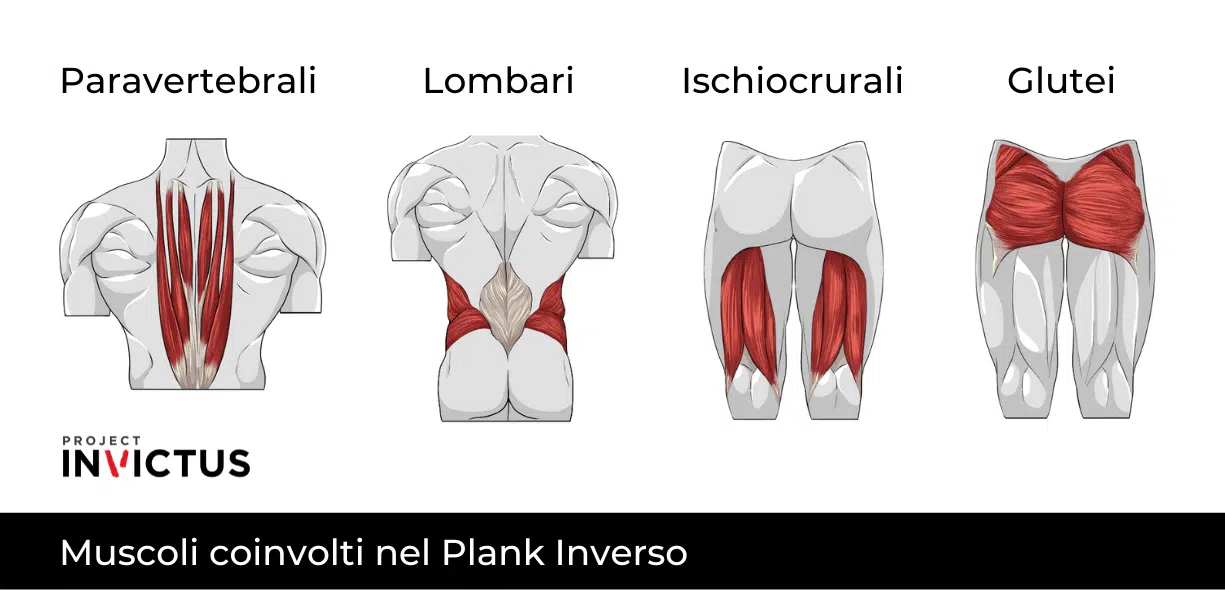Muscoli coinvolti nel plank inverso