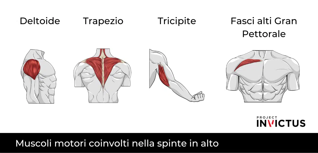 Muscoli coinvolti spinte in alto
