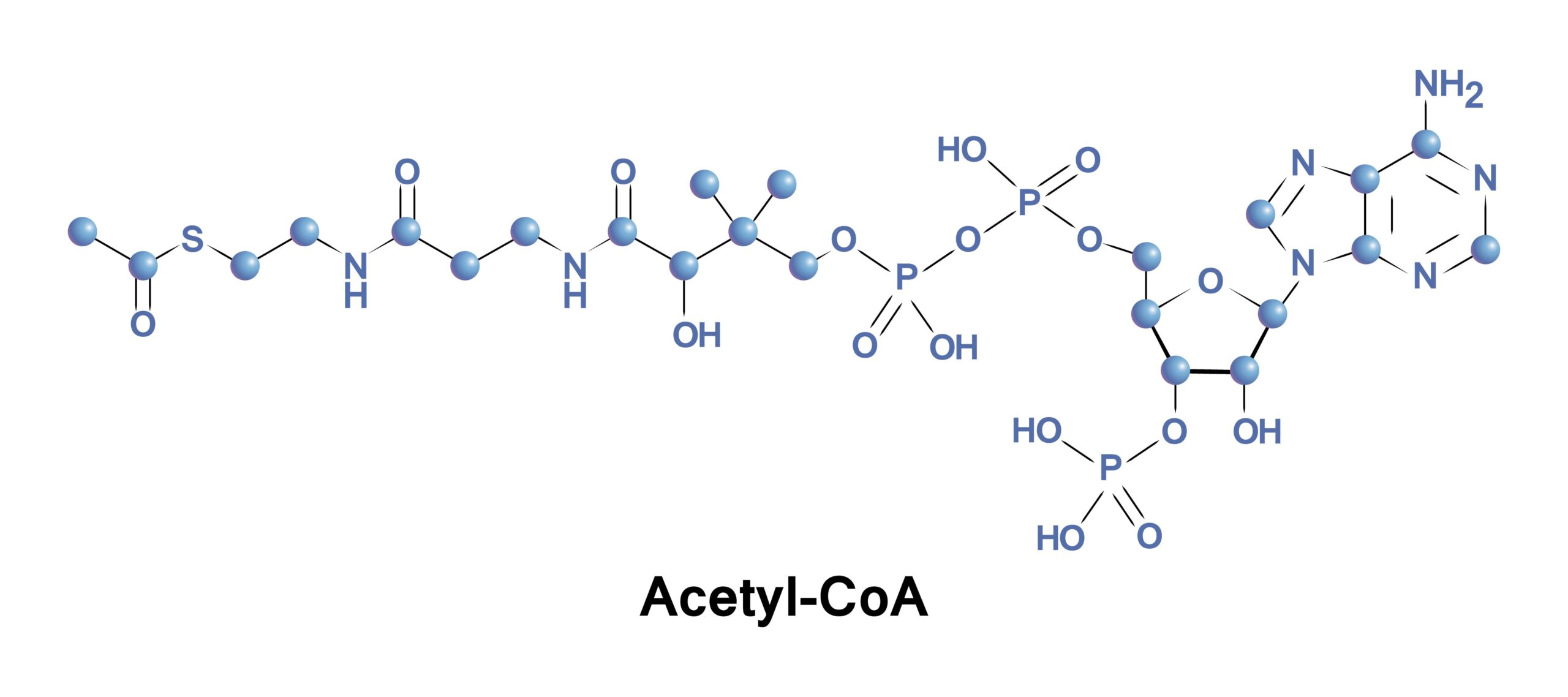 acetil CoA