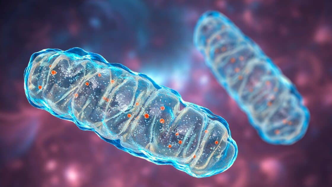 Acetilcoenzima A (CoA) cos’è, funzioni, sintesi Project inVictus