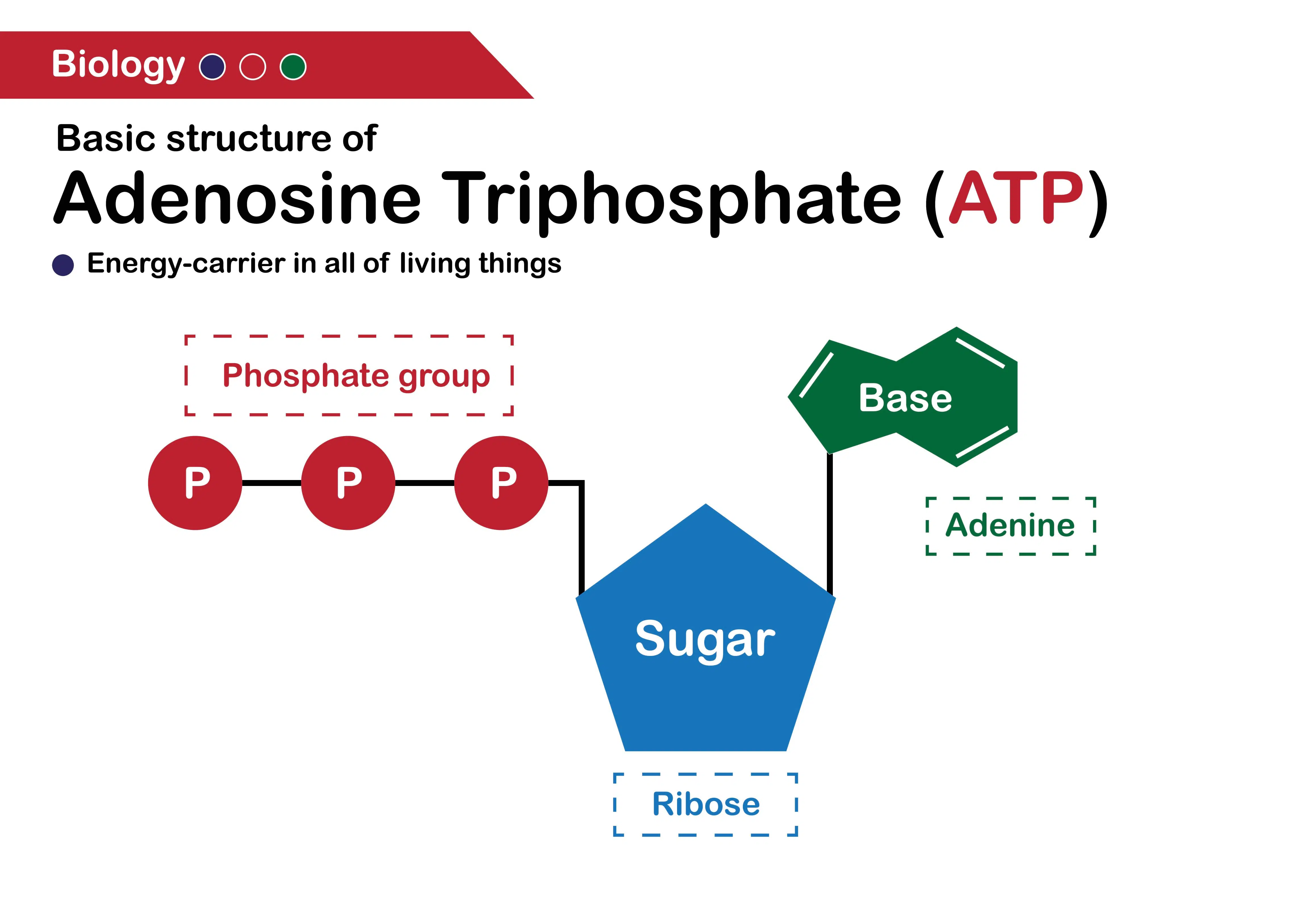 adenosina trifosfato atpstruttura