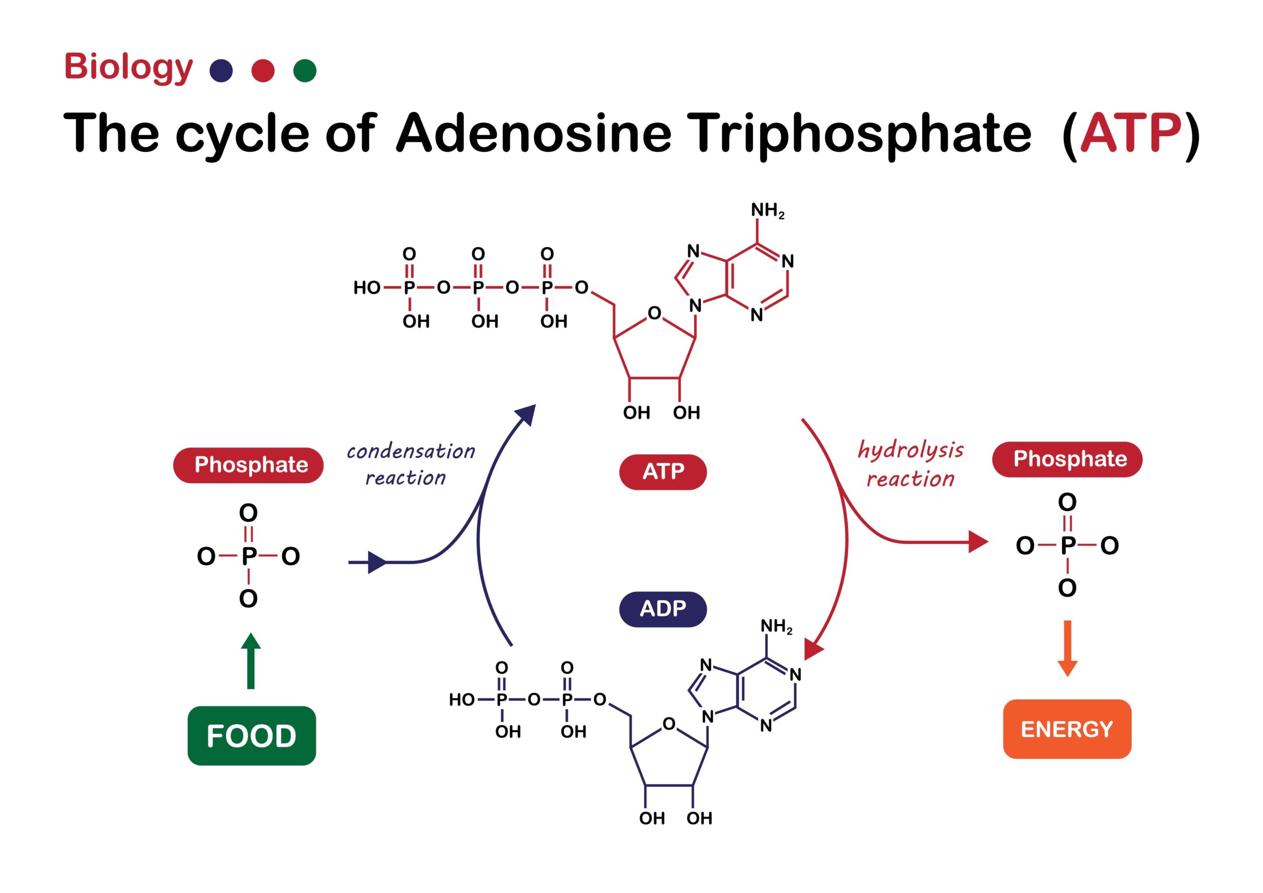 atp formula