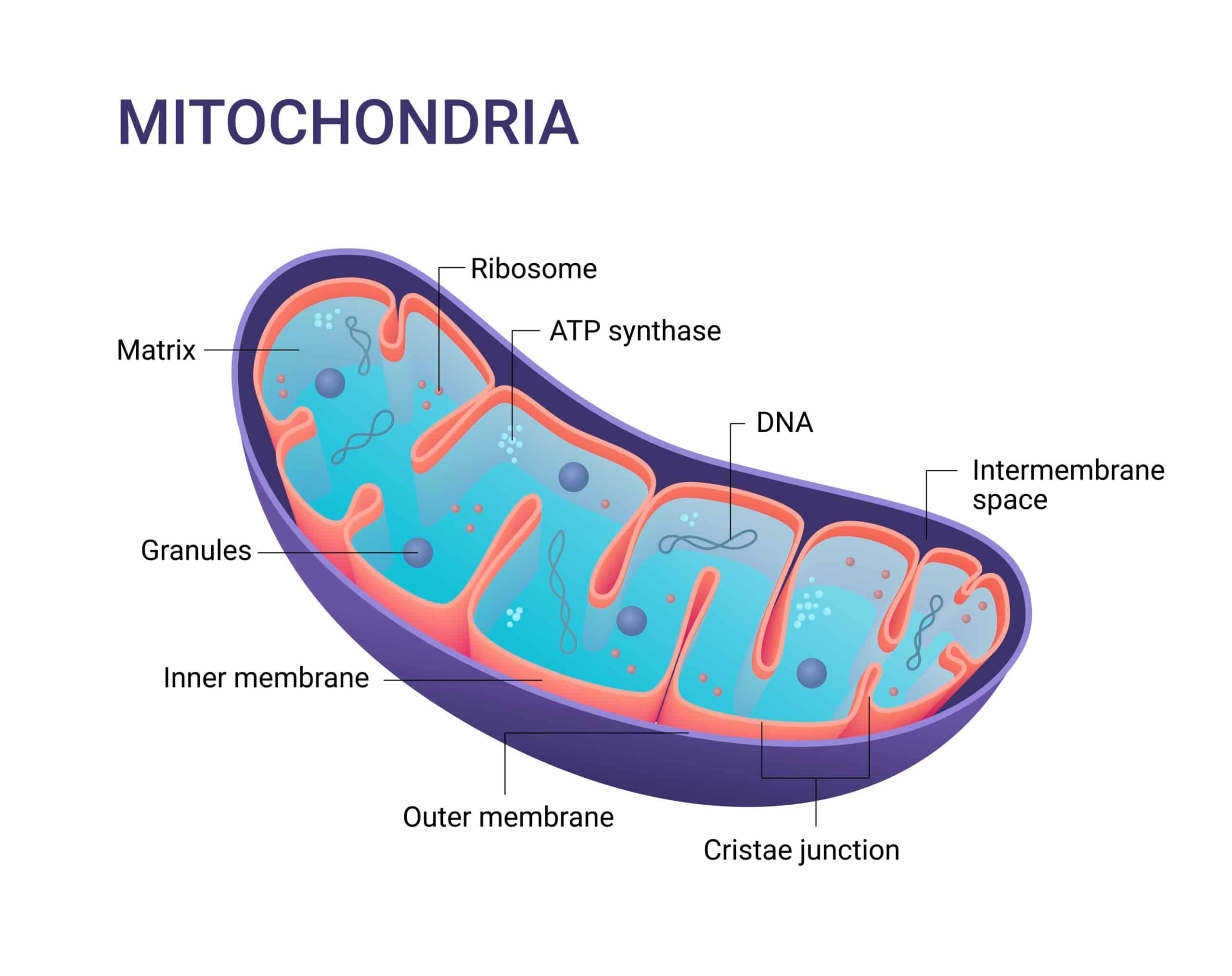 mitocondri struttura