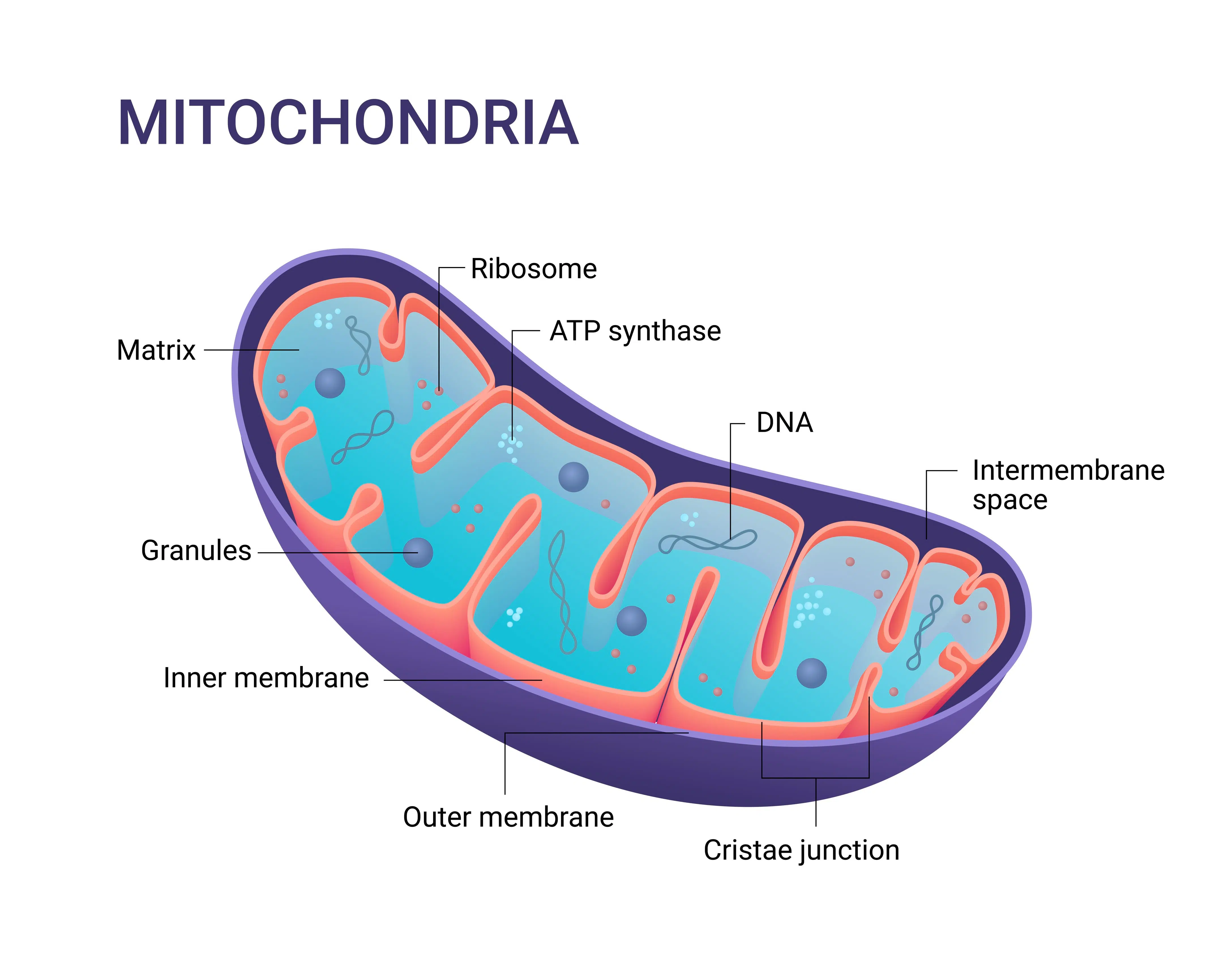 mitocondri struttura