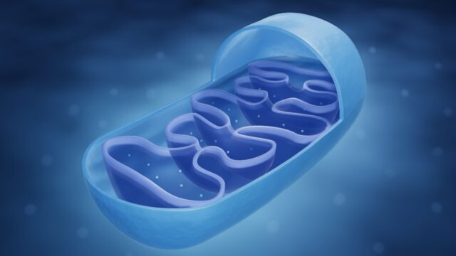 mitocondrio cos'è