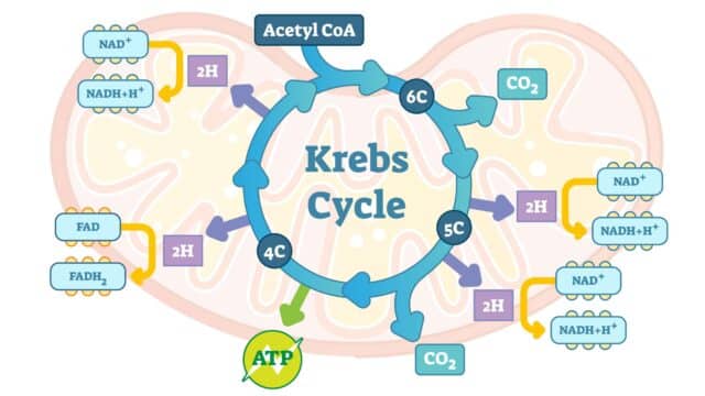 ciclo dell'acido citrico