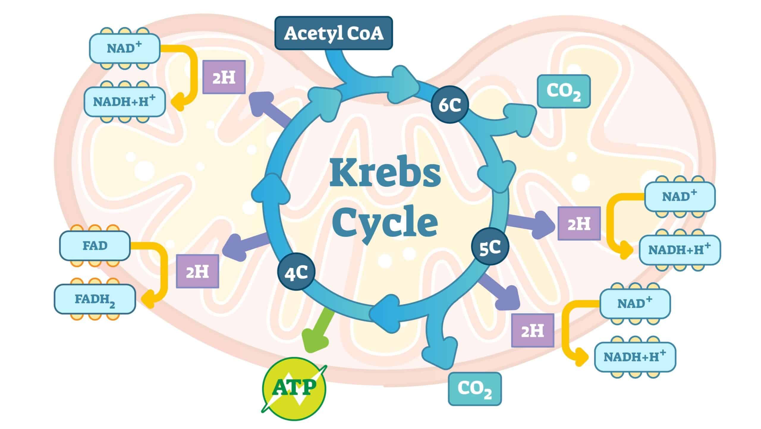 Ciclo Di Krebs Project InVictus Ciclo Di Krebs Project InVictus