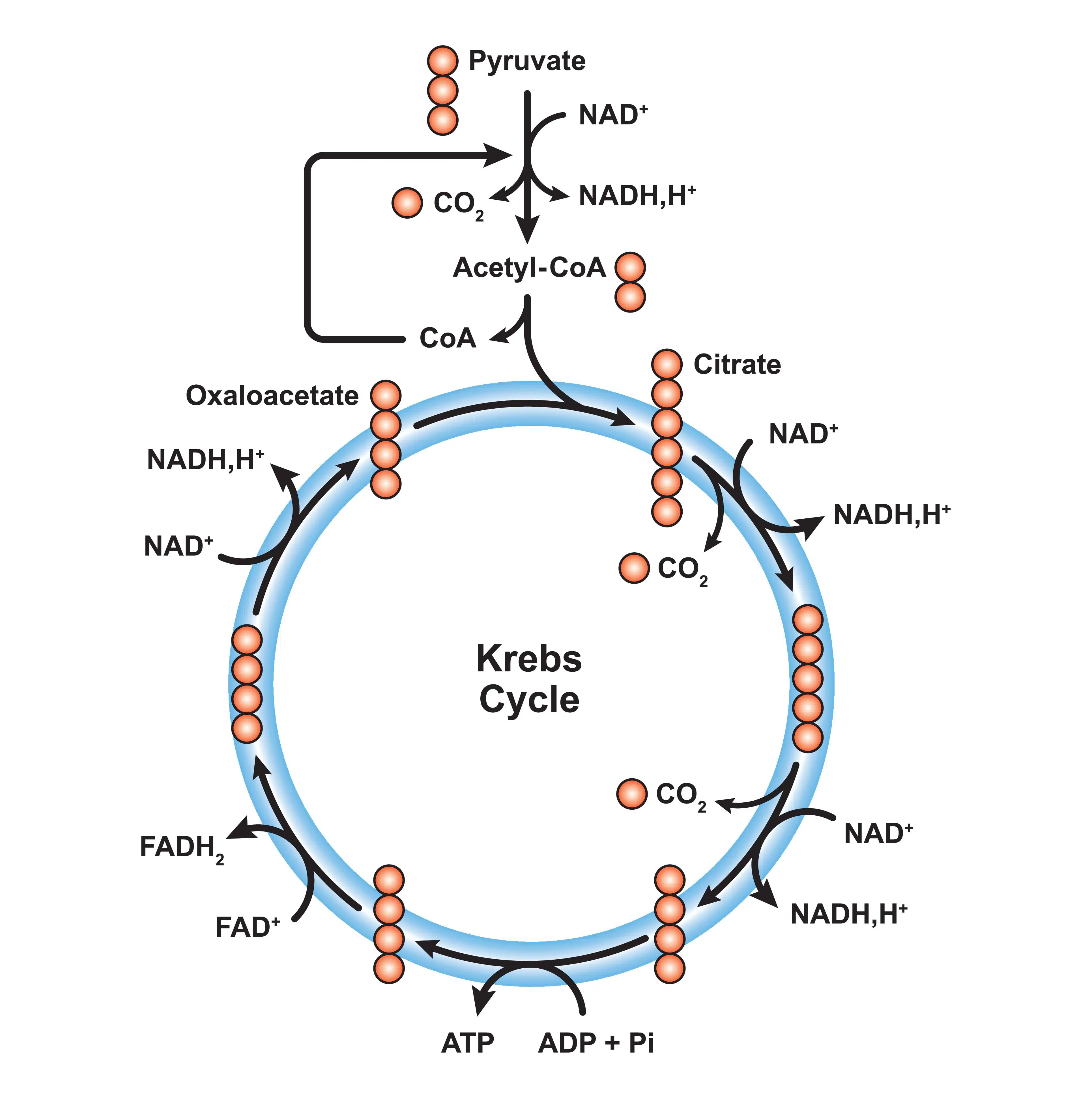 ciclo di krebs