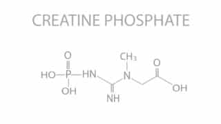 fosfocreatina