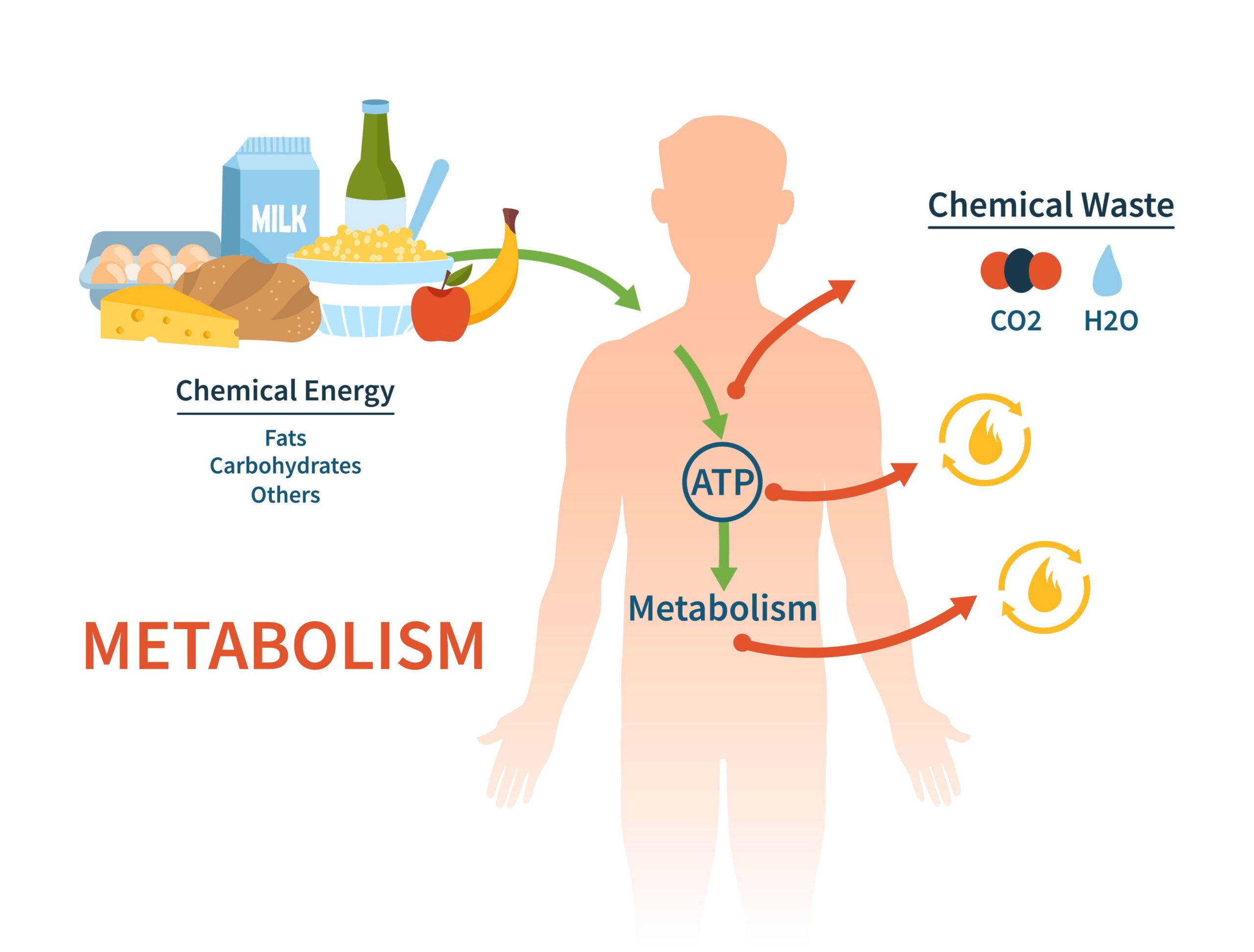 metabolismo