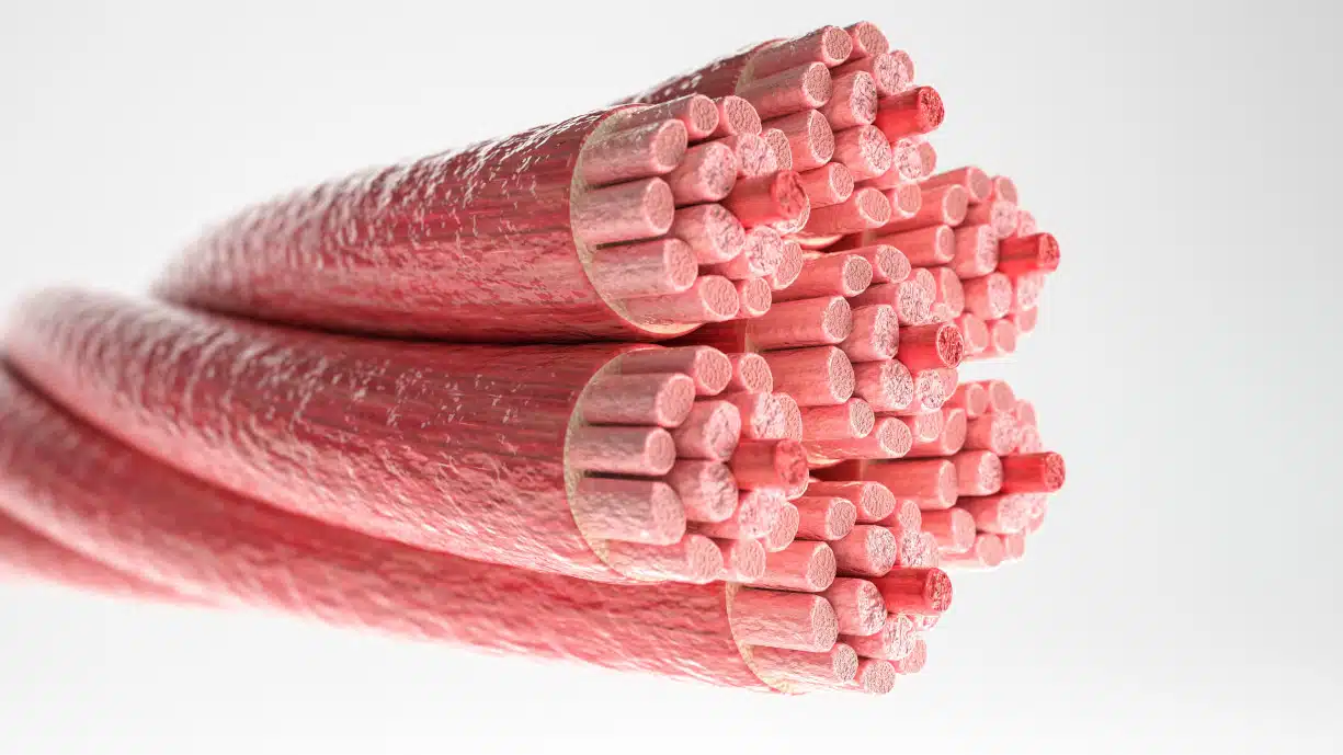 Fibre
